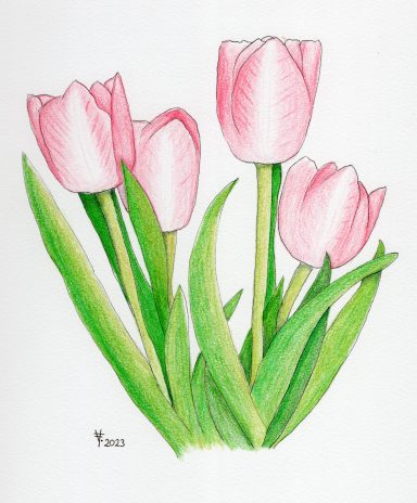 Quartett der Tulpen Pink Tulpen mit grünen Blättern, in einer Gruppe angeordnet.